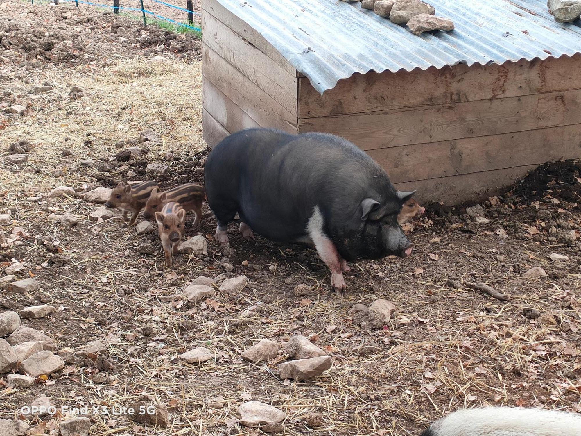 Gite A La Ferme Ongles エクステリア 写真
