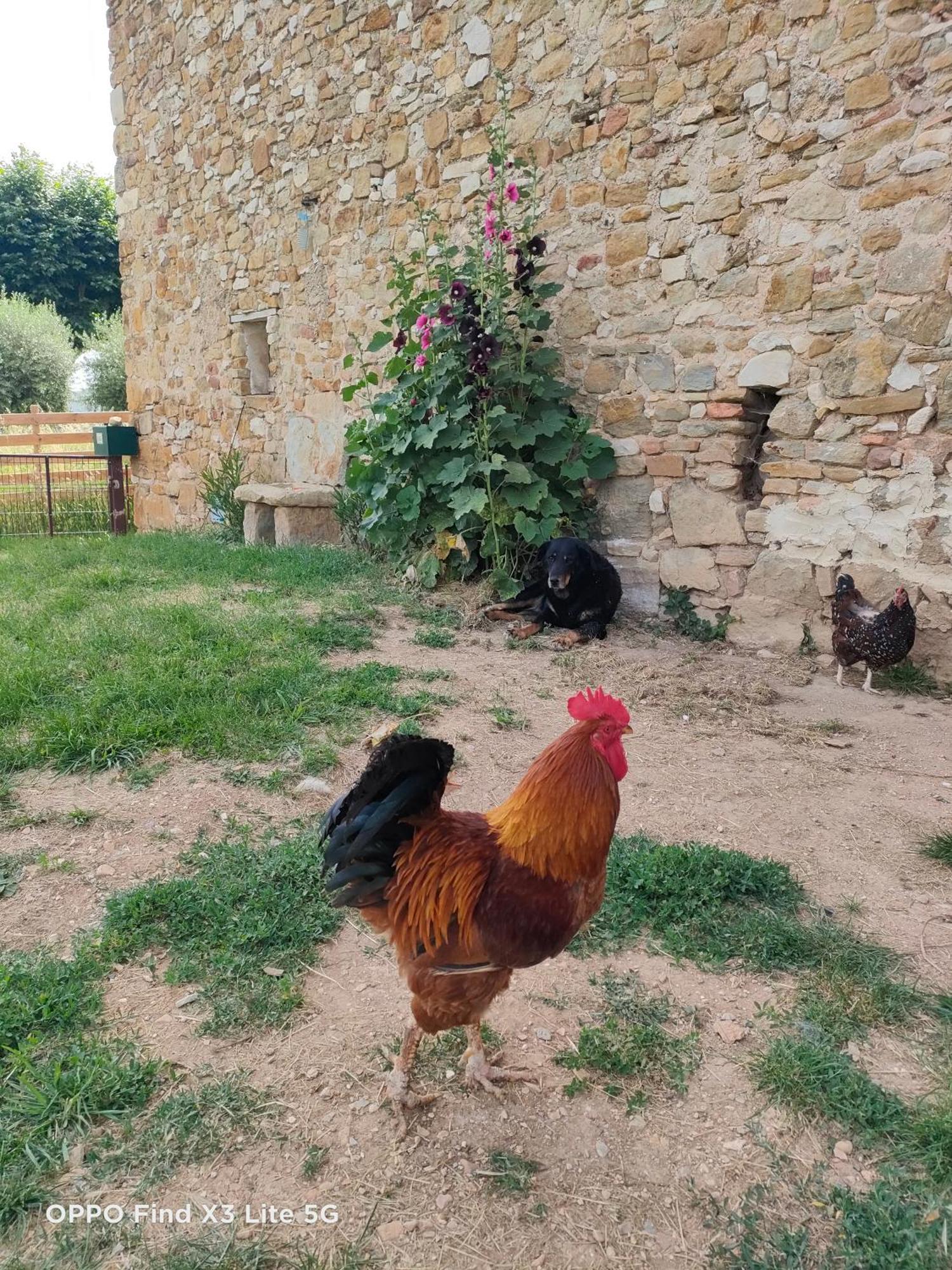 Gite A La Ferme Ongles エクステリア 写真